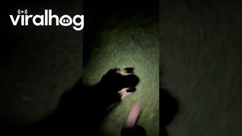 Dog Holds a Lantern For Walk in the Dark || ViralHog