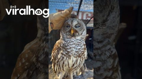 Animal Caretaker Checks On Rescued Owl || ViralHog