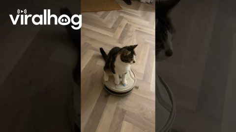 Cat Rolls In on a Robot Vacuum || ViralHog