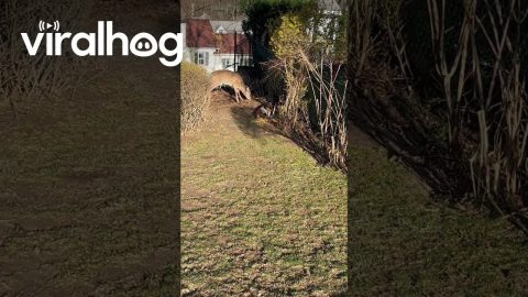 Beagle Chows Down With a Deer || ViralHog