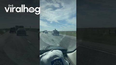 Dog Jumps From Truck Bed To Roof On Interstate || ViralHog