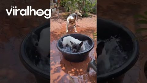Puppy-Powered Washing Machine || ViralHog