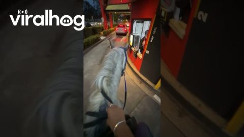 Fast Food Drive-Thru on Horseback || ViralHog