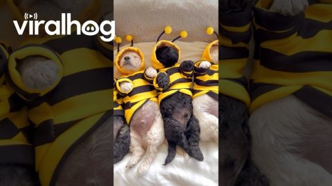 Sleeping Pup-Bees || ViralHog