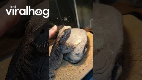Bearded Dragon Demands Pets || ViralHog