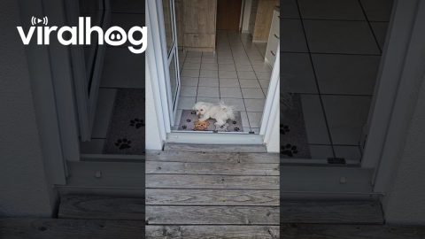 Polite Puppy Cleans His Paws on the Way In || ViralHog