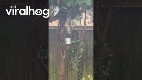 Clever Squirrel Outwits Hanging Bucket || ViralHog