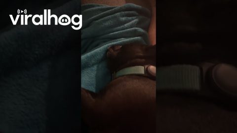Frenchie Visits Dreamland || ViralHog