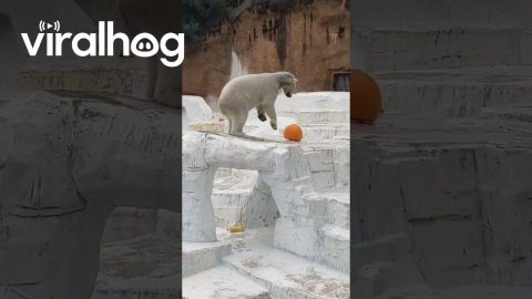 Polar Bear Takes A Dive || ViralHog
