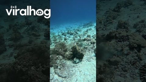 Titan Triggerfish vs Octopus || ViralHog