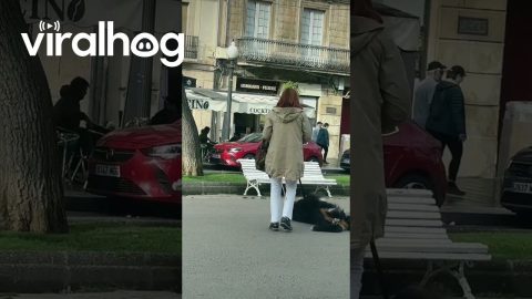 Stubborn Dog Doesn't Want to Walk || ViralHog