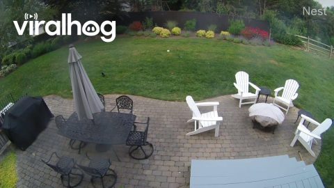 Groundhog Chases Woman in Backyard || ViralHog