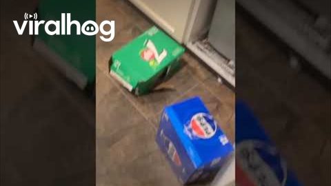 Chihuahua Caught Getting Into Garbage || ViralHog