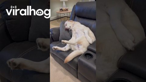Lounging Labrador Twitches In Her Sleep || ViralHog