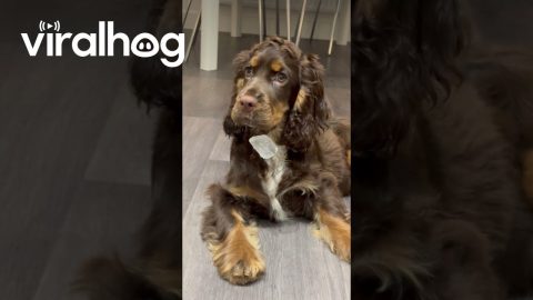 Myla the Cocker Spaniel Misplaces Ice Cube || ViralHog