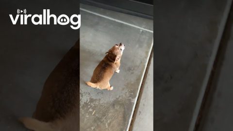 Chihuahua Screams At Mom's Arrival || ViralHog