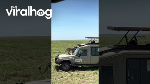 Cheetah Climbs On Car Roof || ViralHog
