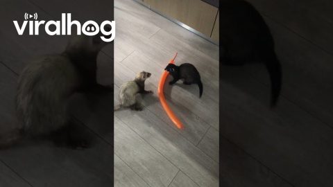 Playful Ferrets Have Fun With a Tube Balloon || ViralHog