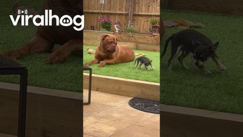 Big Dog Doesn't Want to Play || ViralHog