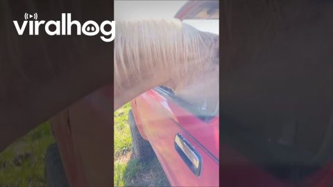 Horse Helps Himself To Potato Chips || ViralHog