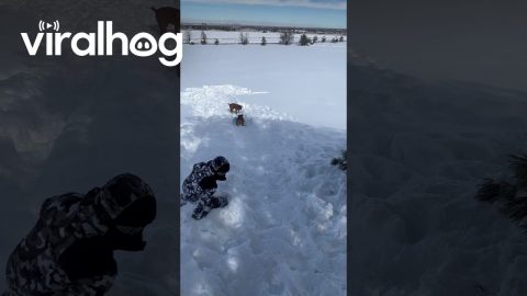 Dog Rides a Sled Downhill || ViralHog