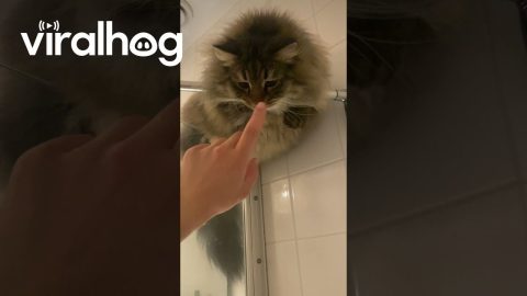Siberian Cat Chills On Shower Rod || ViralHog