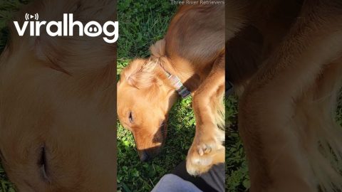 Nursing Golden Retriever Puppies || ViralHog