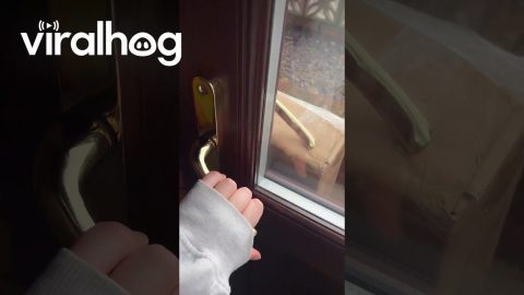 Poorly Placed Package Locks Woman in House || ViralHog