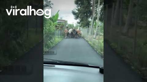Cattle Create a Roadblock || ViralHog