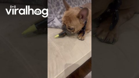 Frenchie Tries to Be an Artist || ViralHog