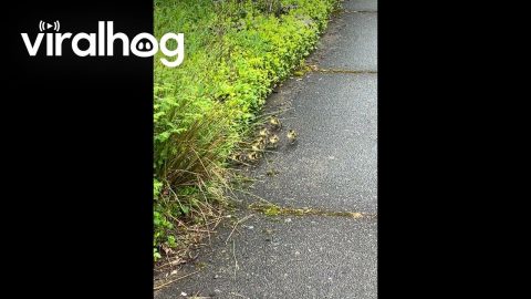 Mama Duck Takes Her Ducklings Into the Bushes || ViralHog