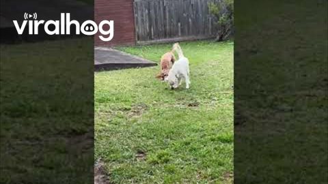 Pups Takes Synchronized Potty Break || ViralHog