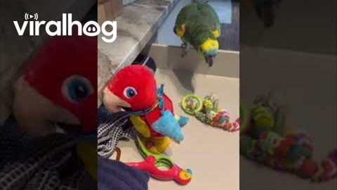 Parrot Plays With Talking Toy || ViralHog