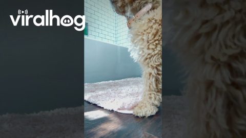 Playful Puppy Refuses to Let Water Stay in the Bowl || ViralHog