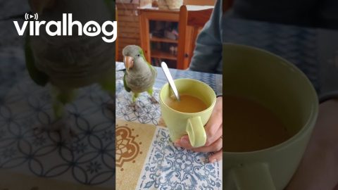 Silly Parrot Passionately Clinks Coffee Mug || ViralHog