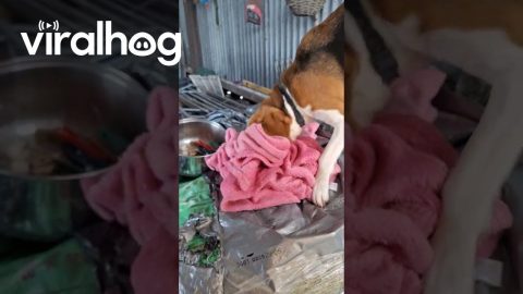 Naughty Beagle Steals a Blanket || ViralHog
