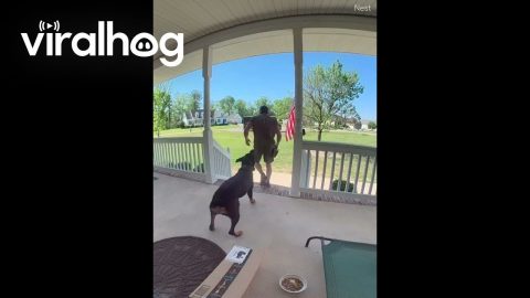 Delivery Driver Greeted By Friendly Dog || ViralHog