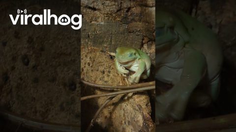 Tree Frog Brushes Away Pesky Locust || ViralHog