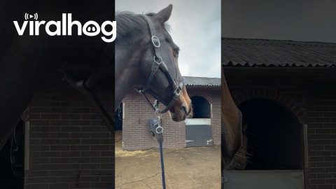 Stallion Causes a Commotion || ViralHog