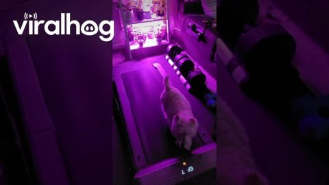 Westie On A Walking Pad || ViralHog