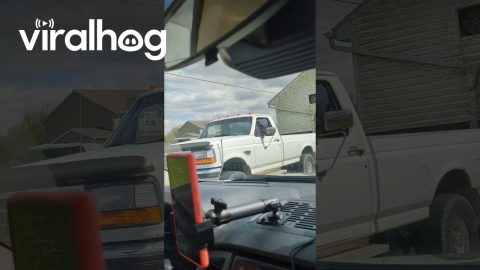 Raccoon Hitches a Ride on Moving House || ViralHog