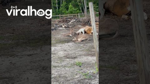 Young Goat Plays On Donkey Jungle Gym || ViralHog