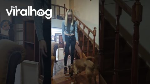 Leash Turns Dog Into Excited Kangaroo || ViralHog