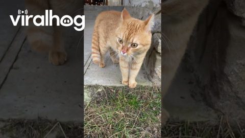 Orange Cat Makes Strange Noises || ViralHog