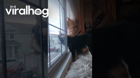Window Watchers || ViralHog