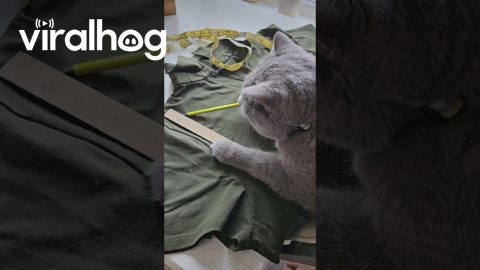 Cat Seamstress Is in High Demand || ViralHog