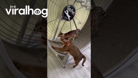 Cat Does Front Legs Day At Gym || ViralHog