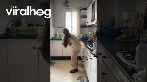 Pigeons Get Stuck in Kitchen || ViralHog