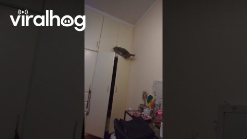 Clumsy Cat Falls From Closet Doors || ViralHog