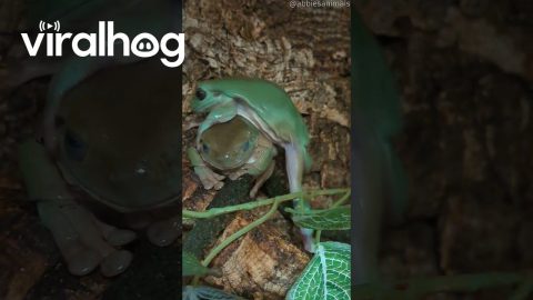 Tree Frog Tries to Climb Over Slippery Friend || ViralHog